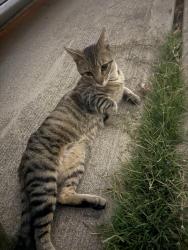 Found/Stray Male Cat last seen Mira Mesa, Gold Coast Court, San Diego, CA 92126