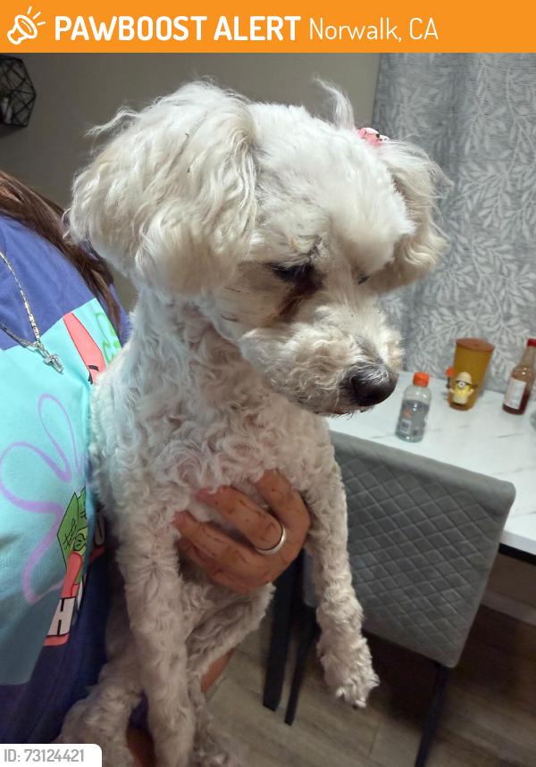 Found/Stray Female Dog last seen Radisson Ave and Adoree st , Norwalk, Norwalk, CA 90650