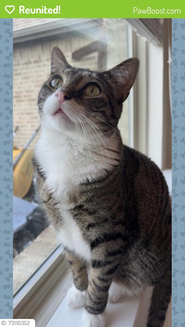 Reunited Male Cat last seen Permian Drive and Rademaker Drive, Heath, TX 75032
