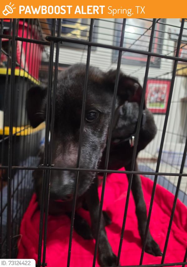 Found/Stray Male Dog last seen Lajuana Lane, Spring, TX 77387