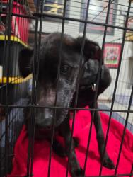 Found/Stray Male Dog last seen Lajuana Lane, Spring, TX 77387