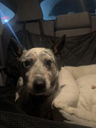 Found/Stray Male Dog last seen Dominos on, Bakersfield, CA 93301