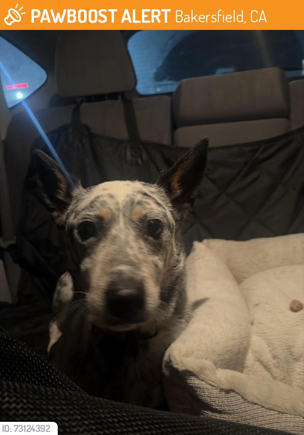 Found/Stray Male Dog last seen Dominos on, Bakersfield, CA 93301