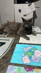 Reunited Male Cat last seen Near county road 34 lancaster, South Glengarry, ON K0C 1N0