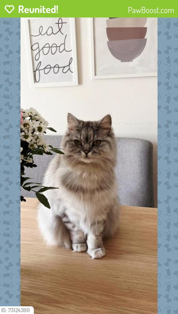 Reunited Female Cat last seen Wilbraham road, Fallowfield, England M14 6FG