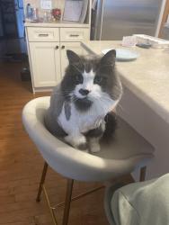 Reunited Male Cat last seen Near Street 49 Avenue, Edmonton, AB T6M 2R3