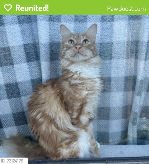 Reunited Male Cat last seen Near Maverick Dr Fort Worth TX 76108, Fort Worth, TX 76108