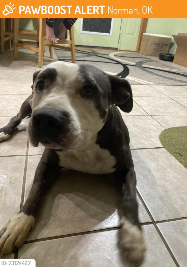 Found/Stray Female Dog last seen NE NORMAN, Norman, OK 73026