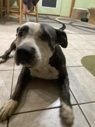 Found/Stray Female Dog last seen NE NORMAN, Norman, OK 73026