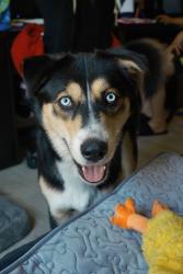 Found/Stray Male Dog last seen Wingstop Rosecrans, Gardena CA, Gardena, CA 90249