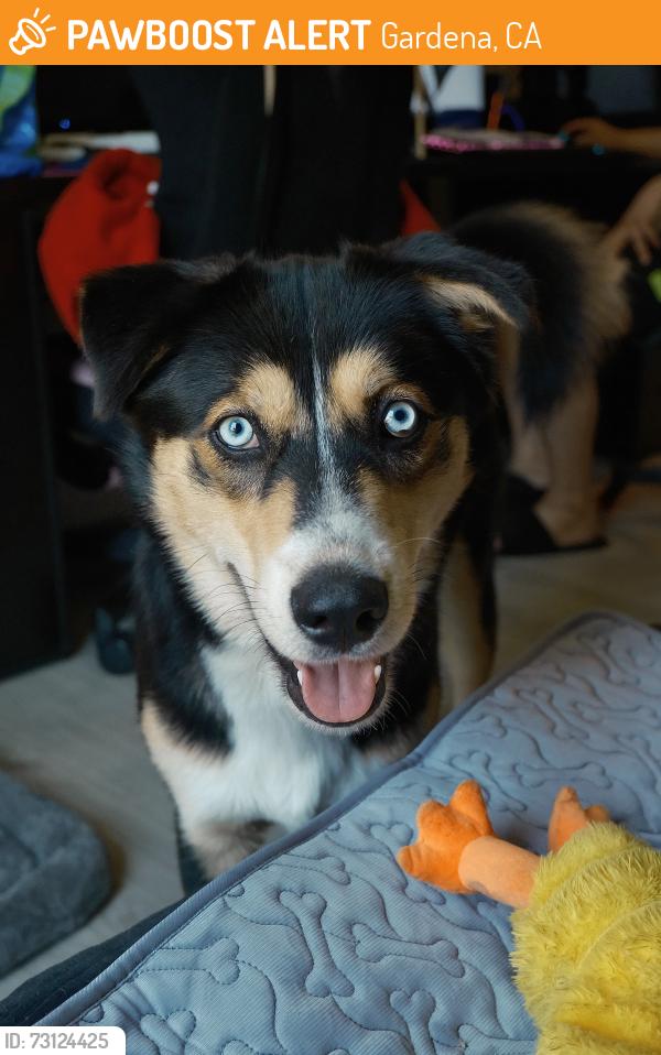 Found/Stray Male Dog last seen Wingstop Rosecrans, Gardena CA, Gardena, CA 90249