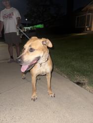 Reunited Female Dog last seen Near E Grovecenter St, Covina, CA 91724, USA, Covina, CA 91724