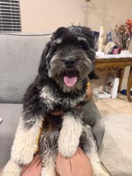 Reunited Male Dog last seen GOLDEN CLUBE CORNWALLIS CT, Eastvale, CA 91752