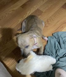 Lost Female Dog last seen Titusville, Birmingham, AL 35211