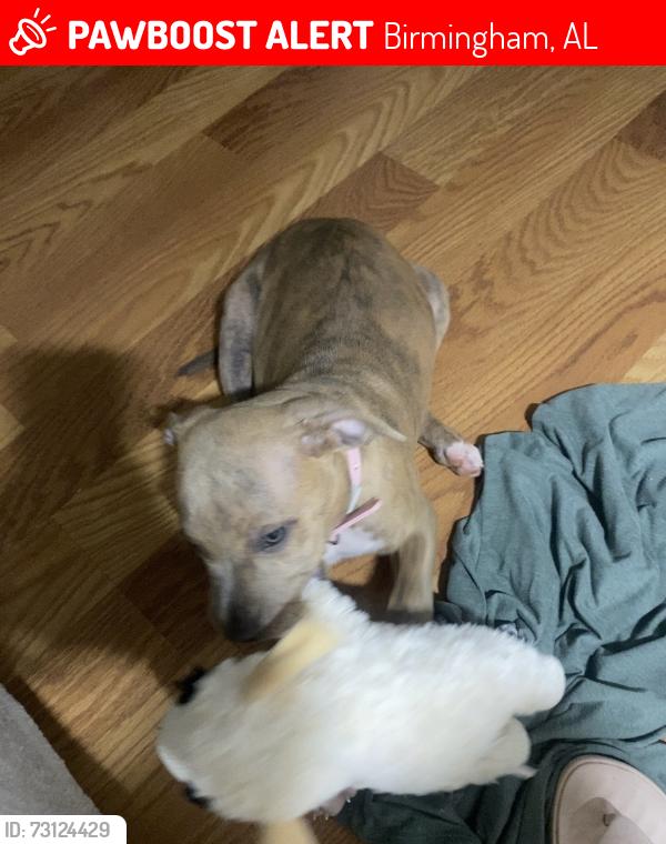 Lost Female Dog last seen Titusville, Birmingham, AL 35211