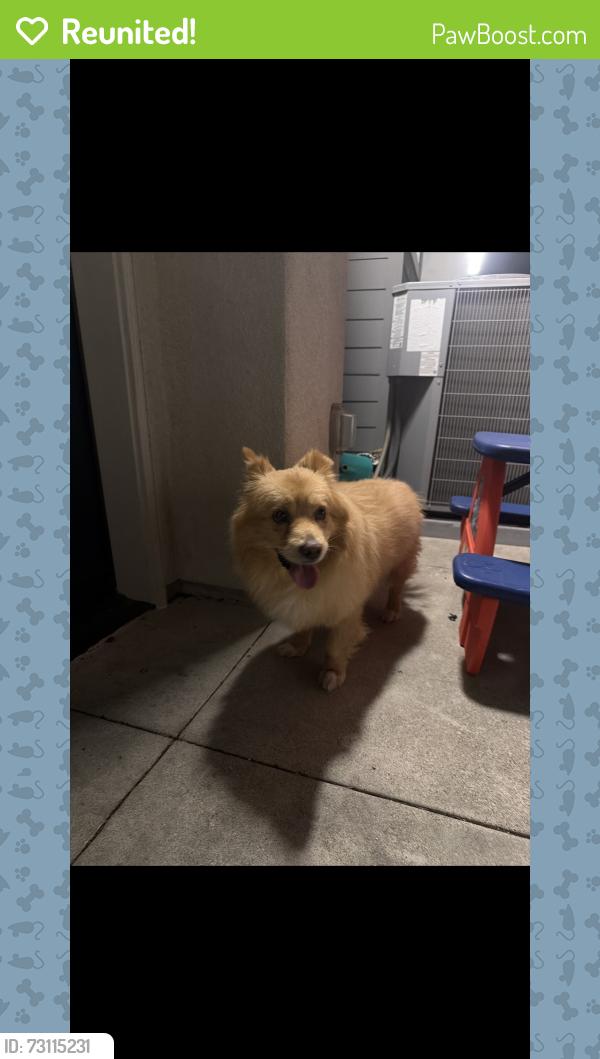 Reunited Male Dog last seen Banana, Fontana, CA 92335