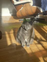 Reunited Female Cat last seen highway 224, Upper Musquodoboit, NS 