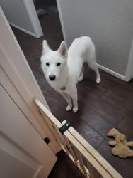 Reunited Female Dog last seen N 31st Ave & W Rose Ln, Phoenix, AZ 85017, USA, Phoenix, AZ 85017