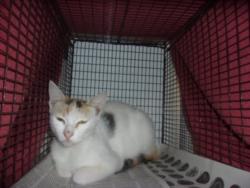 Shelter Stray Female Cat last seen , 14409 Vanowen St, Van Nuys, CA 91405, USA