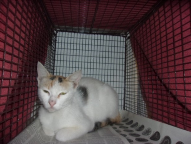 Shelter Stray Female Cat last seen , 14409 Vanowen St, Van Nuys, CA 91405, USA