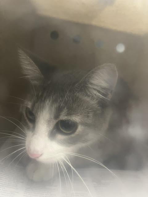 Shelter Stray Female Cat last seen , 11361 W Pico Blvd, Los Angeles, CA 90064, USA