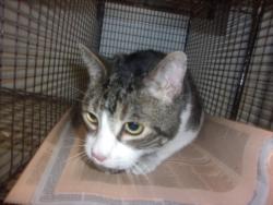 Shelter Stray Female Cat last seen , 14409 Vanowen St, Van Nuys, CA 91405, USA