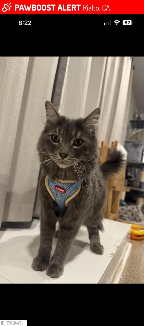 Lost Male Cat last seen Riverside Ave and Cactus, Rialto, CA 92376