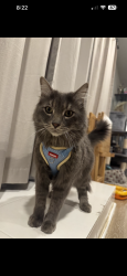 Lost Male Cat last seen Riverside Ave and Cactus, Rialto, CA 92376