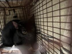 Shelter Stray Male Cat last seen , 14409 Vanowen St, Van Nuys, CA 91405, USA