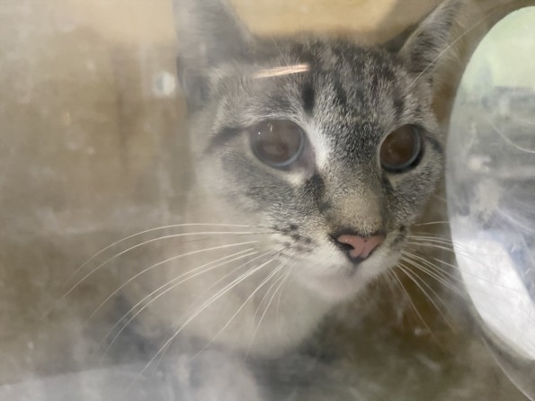 Shelter Stray Female Cat last seen , 1850 W 60th St, Los Angeles, CA 90047, USA