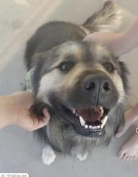 Reunited Male Dog last seen Buena vista, Corona, CA 92882
