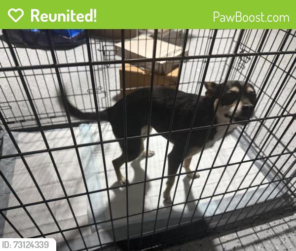 Reunited Unknown Dog last seen Century Dr, Campbell, CA 95008, USA, Campbell, CA 95008