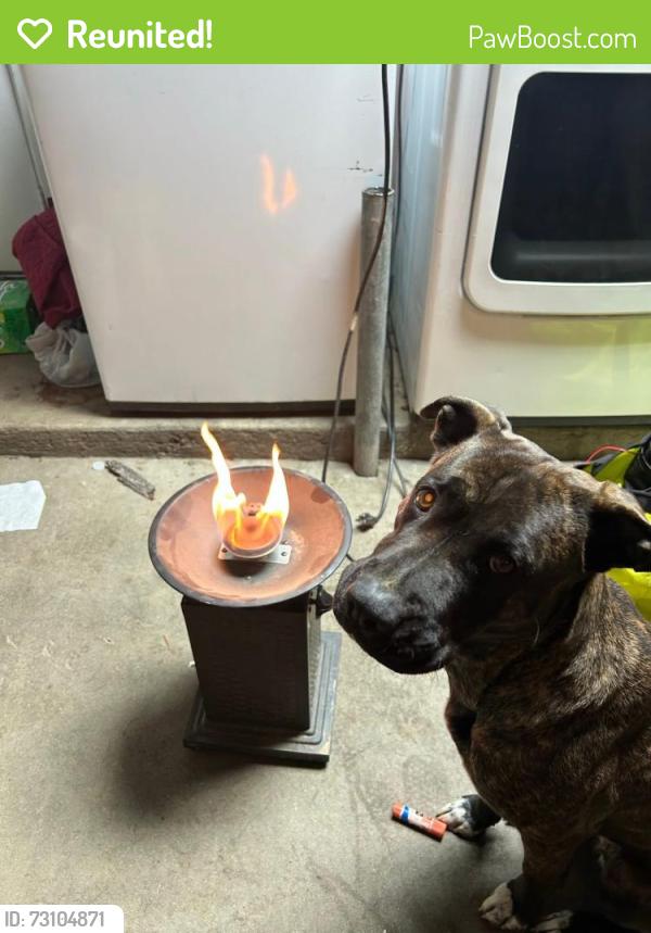 Reunited Female Dog last seen 174th and N-4 Lake Los Angeles, Lancaster, CA 93535