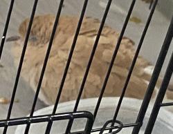 Reunited Male Bird last seen Hampton Dr, Sunnyvale, CA, 94087, Sunnyvale, CA 94087