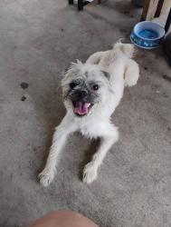 Reunited Male Dog last seen Waverly Ave & Adaes Ave, near Woodlawn Lake Park, San Antonio, TX 78201