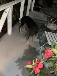Found/Stray Unknown Dog last seen Elm st and 19th st, San Bernardino, CA 92404