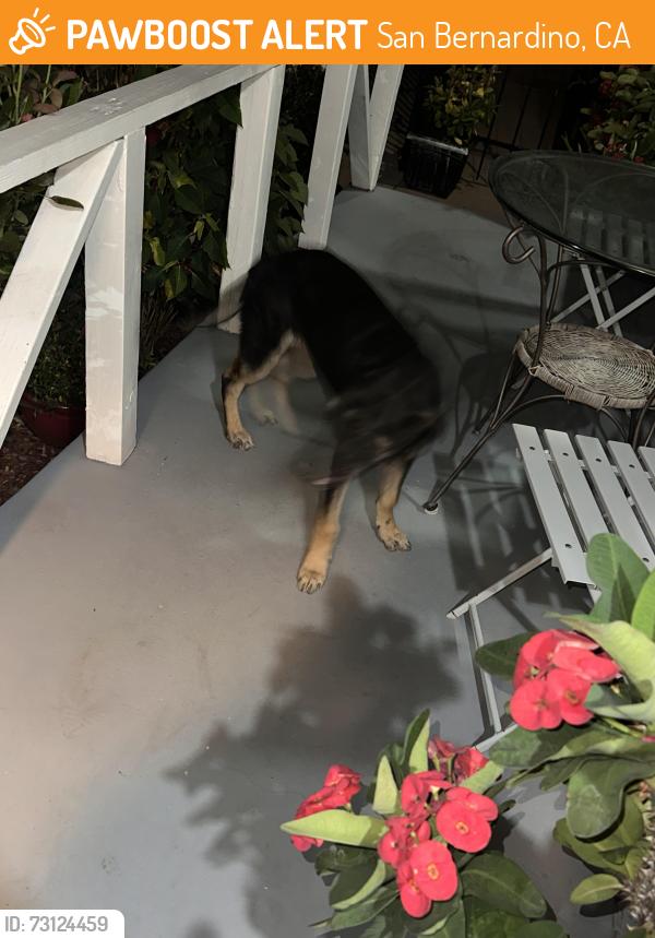 Found/Stray Unknown Dog last seen Elm st and 19th st, San Bernardino, CA 92404