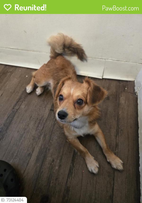 Reunited Female Dog last seen W 253rd St, Lomita, CA, USA, Lomita, CA 90717