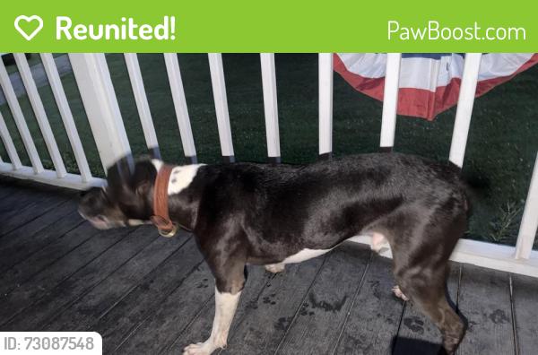 Reunited Male Dog last seen Home Depot / Alcoa Walmart area, Maryville, TN 37804