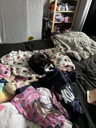 Reunited Male Cat last seen S59DH, Ecclesfield, England S5 9DH