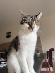 Lost Female Cat last seen S60 1PP, South Yorkshire, England S60 1PP