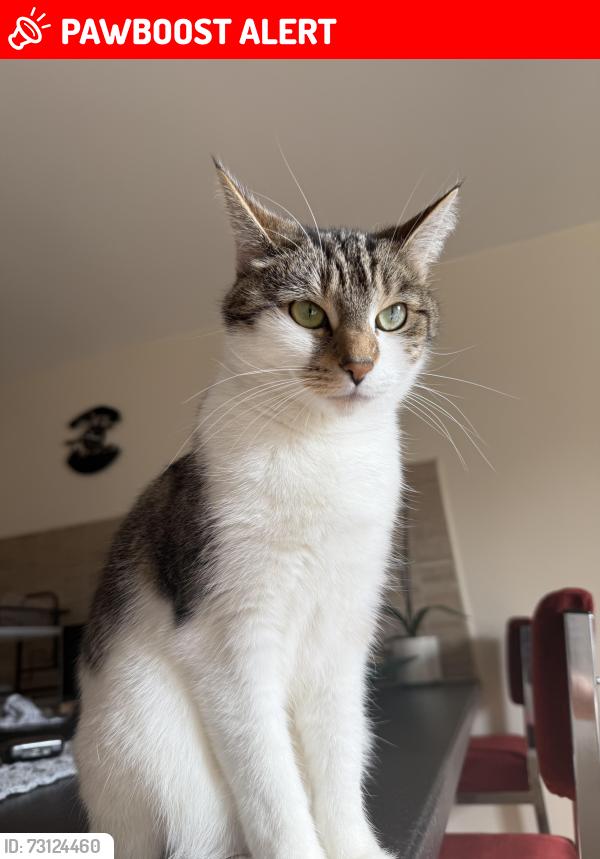 Lost Female Cat last seen S60 1PP, South Yorkshire, England S60 1PP