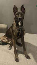 Reunited Male Dog last seen Cornell street and Darthmouth, Hemet, CA 92545