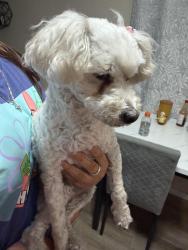 Found/Stray Female Dog last seen foster, pioneer, Norwalk, CA 90650