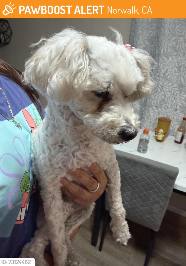 Found/Stray Female Dog last seen foster, pioneer, Norwalk, CA 90650