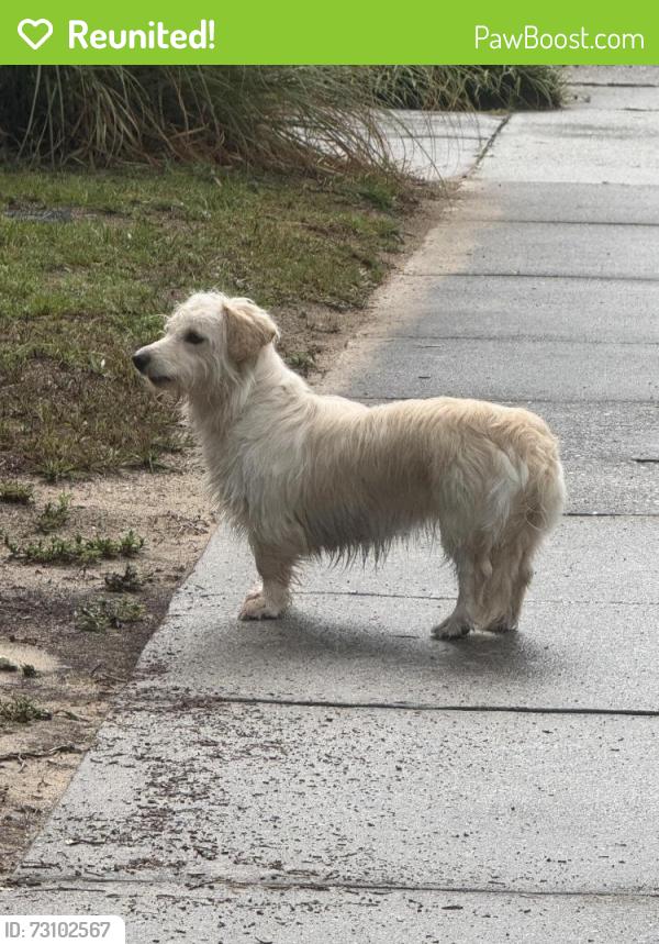 Reunited Female Dog last seen The Wilmington port at the end of Shipyard, Wilmington, NC 28412