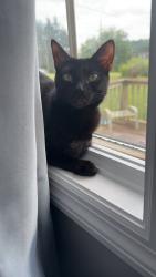 Lost Female Cat last seen carters valley, Church Hill, TN 37642