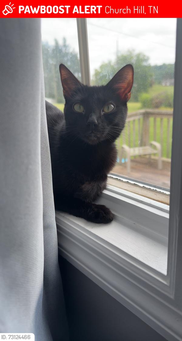 Lost Female Cat last seen carters valley, Church Hill, TN 37642