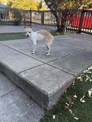 Reunited Female Dog last seen Woolsey and Shattuck, Berkeley, CA 94609