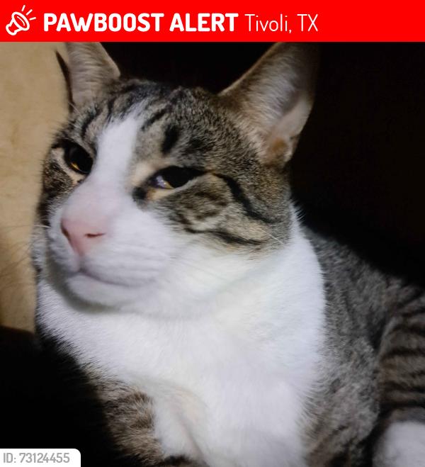 Lost Male Cat last seen Hwy 35 and Main St, Tivoli, TX 77990